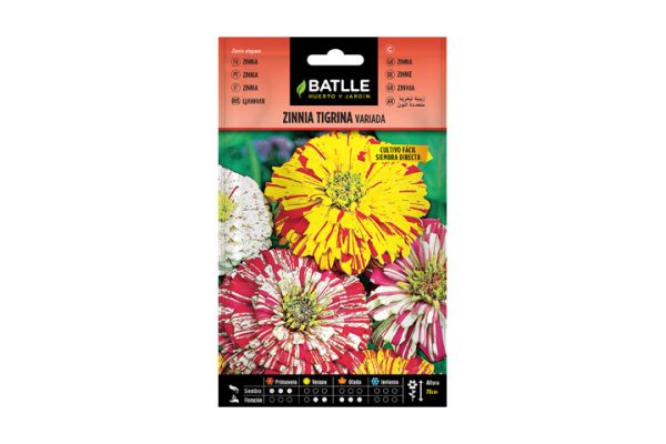 Zinnia Tigrina