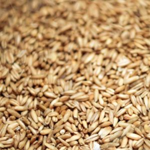 Avena en grano