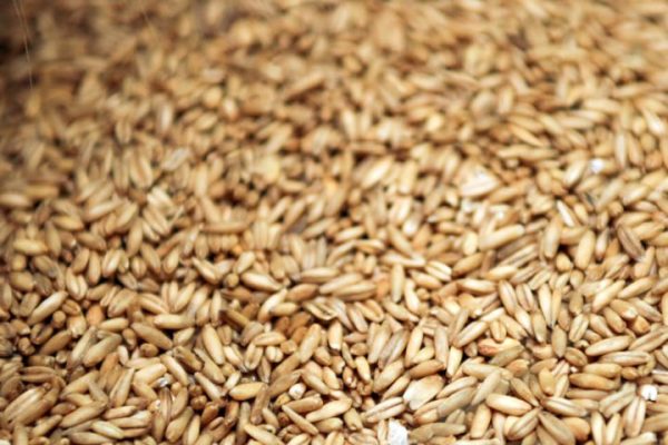 Avena en grano