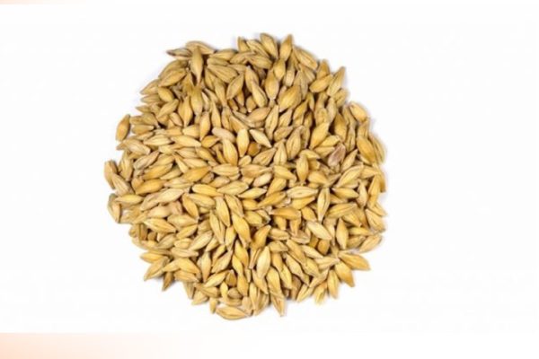 Saco cebada en grano