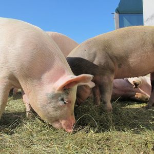 Alimento para cerdos