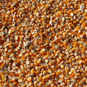 Saco de maíz en grano
