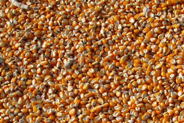 Saco de maíz en grano