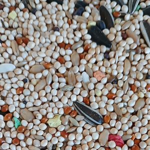 Alimentación para ninfas y agapornis