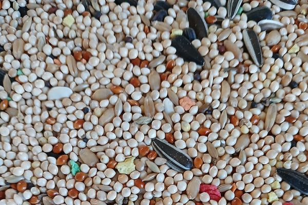 Alimentación para ninfas y agapornis