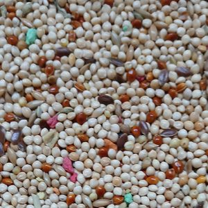 Alimentación periquitos. Cereales Ferrer
